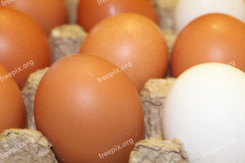 Eggs Chicken Egg Food Nutrition