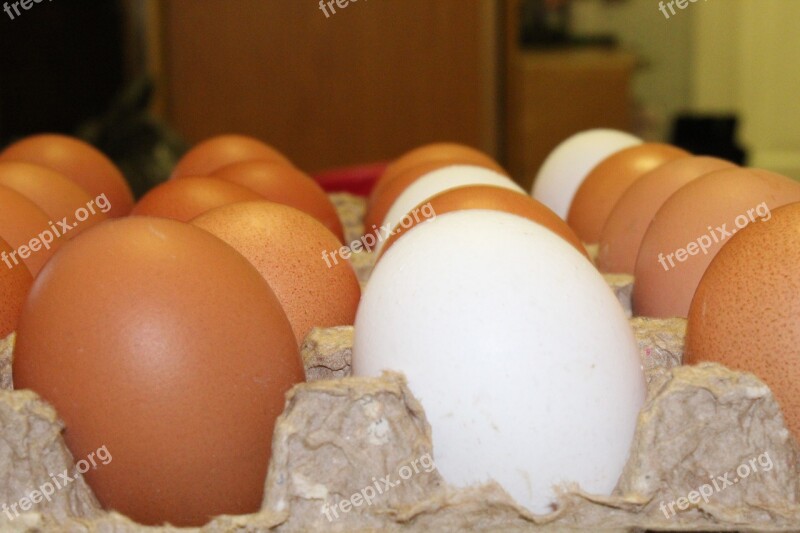 Eggs Chicken Egg Food Nutrition