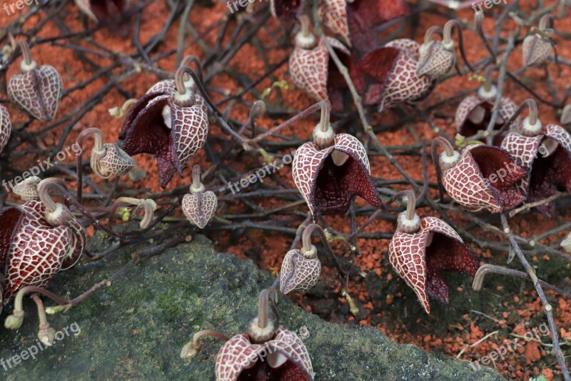 Plant Tropics Unusual Leaves Flowers