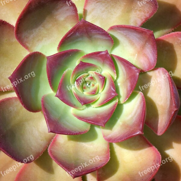 Houseleek Plant Structure Geometry Botany