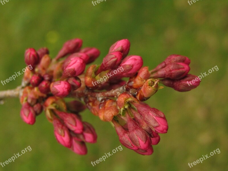 Bud Japan Cherry Spring Cherry Blossom