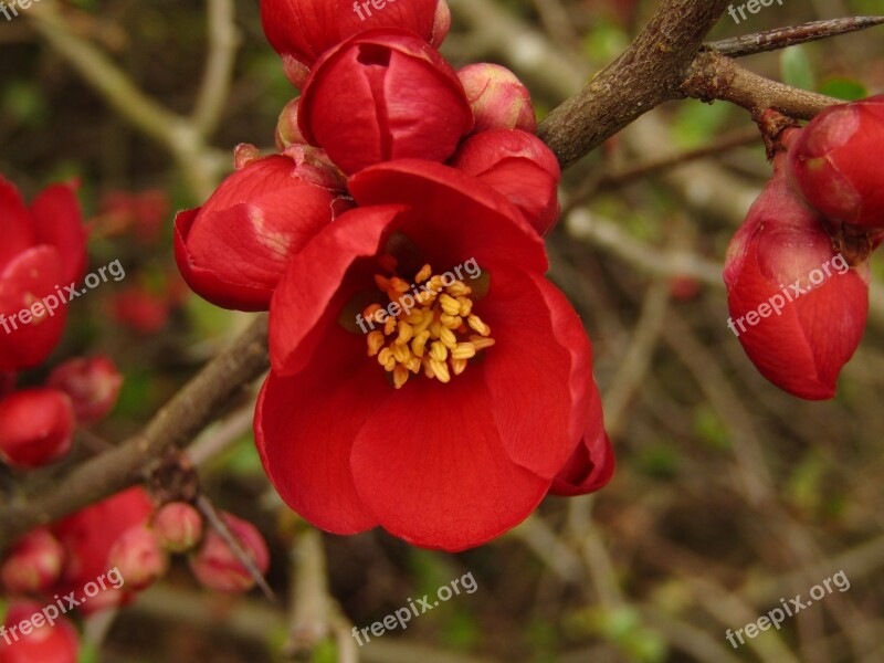 Hedge Red Blossom Bloom Macro