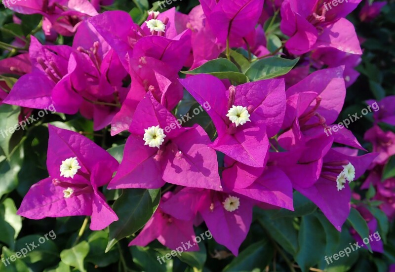 Flowers Bouganvillea Climber Shrub Garden