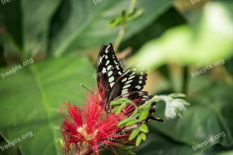 Butterfly Animal Animal World Butterflies Blossom