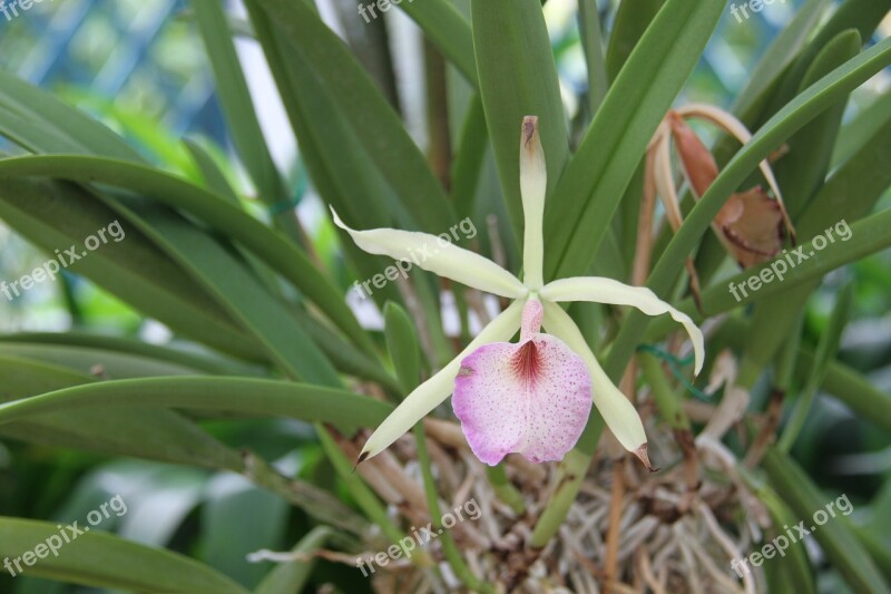 Orchid Botanical Garden Flower Rio De Janeiro Brazilwood