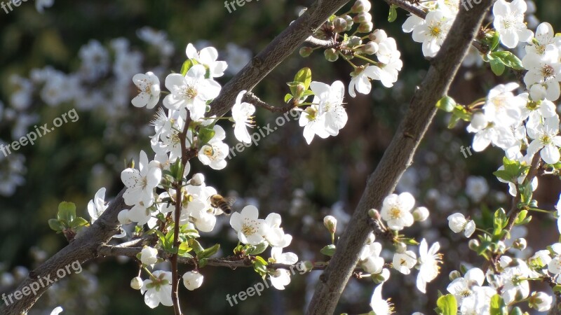 Bee Flower Flowers Plum Blossom Spring