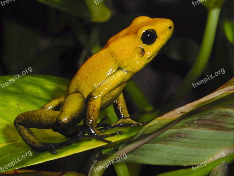 Amphibians Poison Frog Frog Terrarium Poison Dart Frog