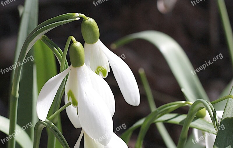 Snowdrop Flower Spring Nature Plant