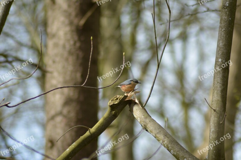 Bird Sunshine Forest Natural Wood