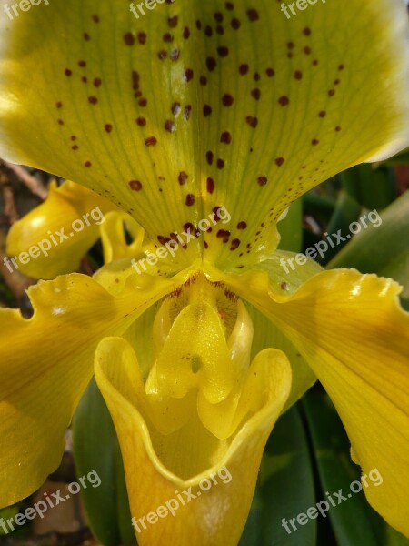 Nature Orchid Yellow Red Flower