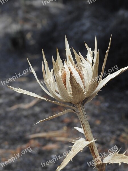 Rosa Volcano Eryngium Fire Crater