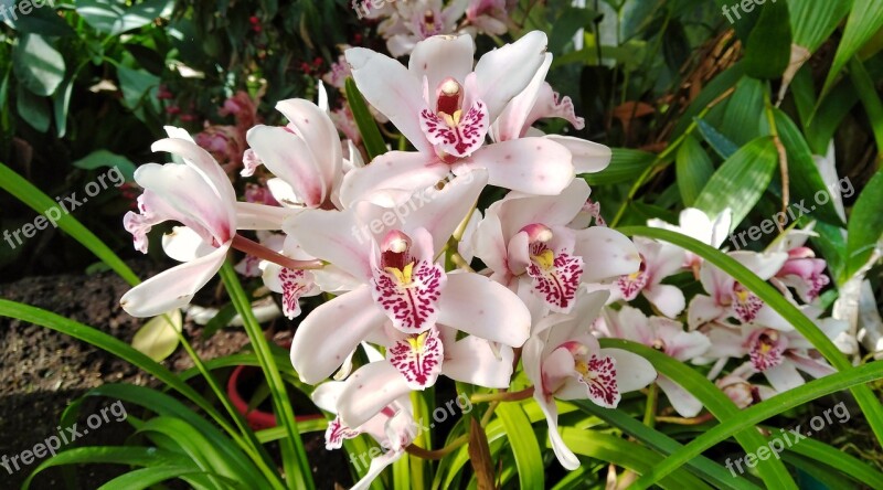 Orchid White Purple Nature Flower