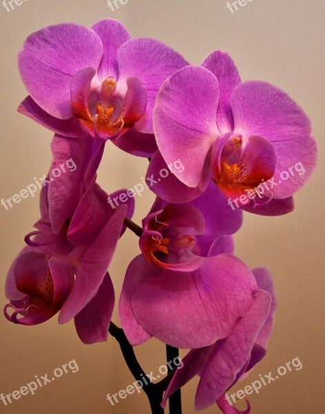 Orchid Flower Panicle Phalaenopsis Close Up Flower