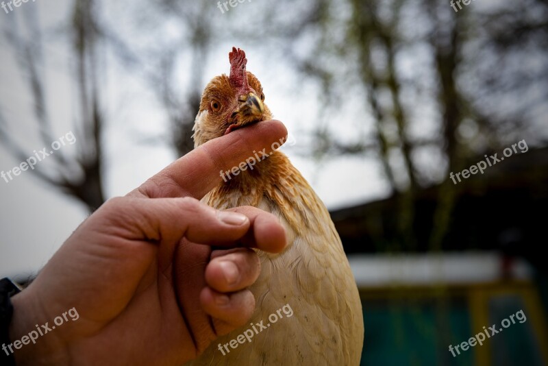 Animal Love Outdoor Animal Open Air Affection Human