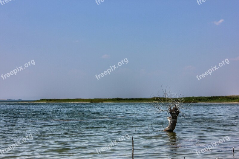 Marine Lake Water Tree Nature