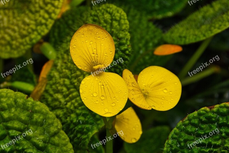 Yellow Leaves Nature Gift Keep