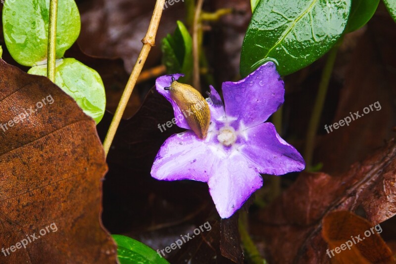 Blossom Bloom Rain Slug Nature