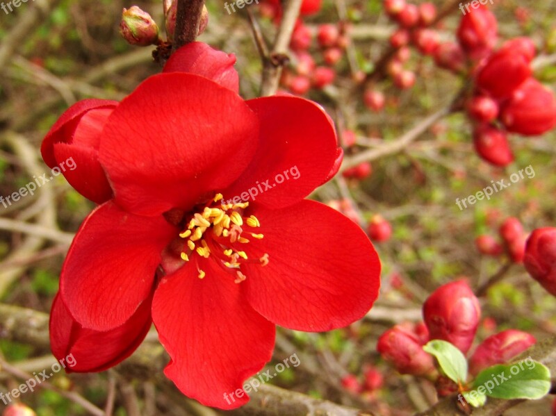 Hedge Red Blossom Bloom Macro