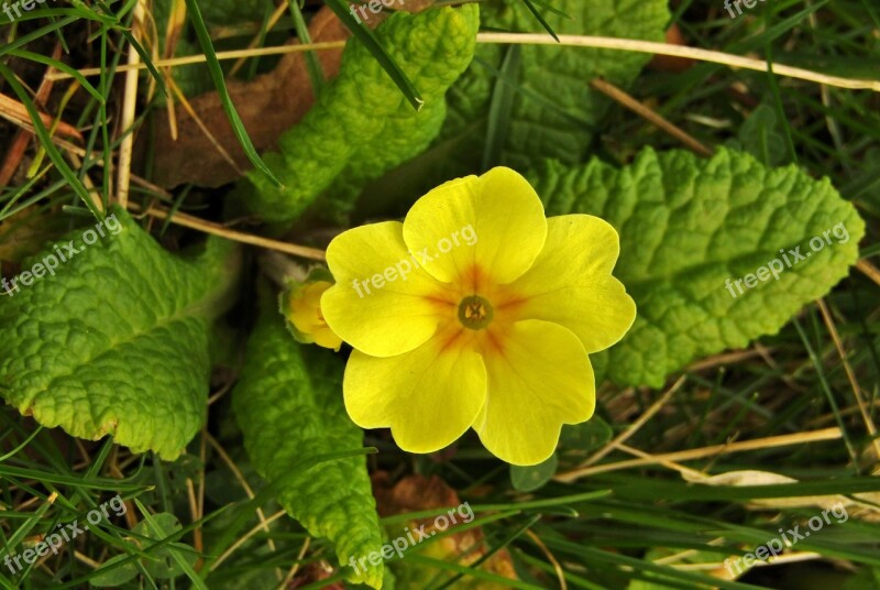 Cowslip Spring Yellow Macro Primrose