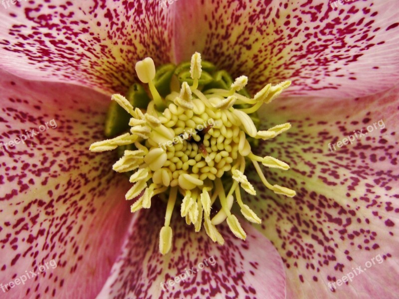 Christmas Rose Speckled Rose Violet Garden