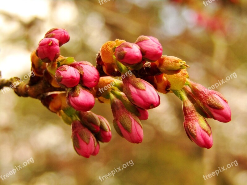 Bud Japan Cherry Spring Cherry Blossom