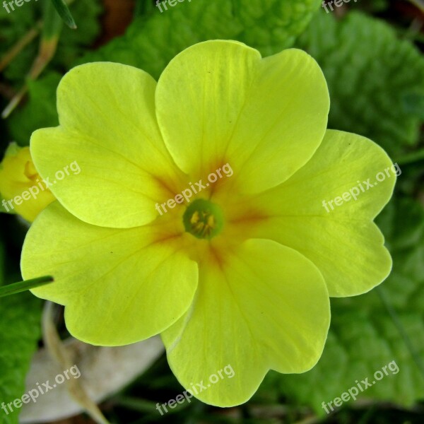 Cowslip Spring Yellow Macro Primrose