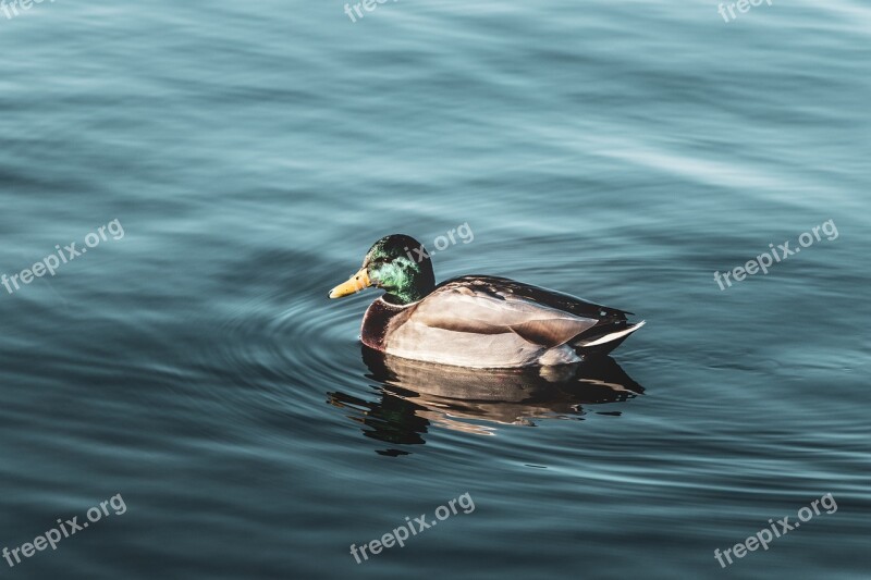 Duck Water Plumage Nature Pen