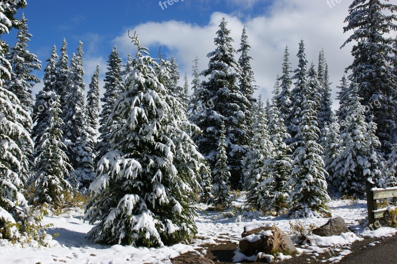 Canada Landscape Trees Snow Forest