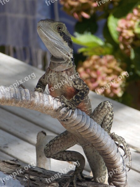 Water Dragon Australia Lizard Reptile Free Photos