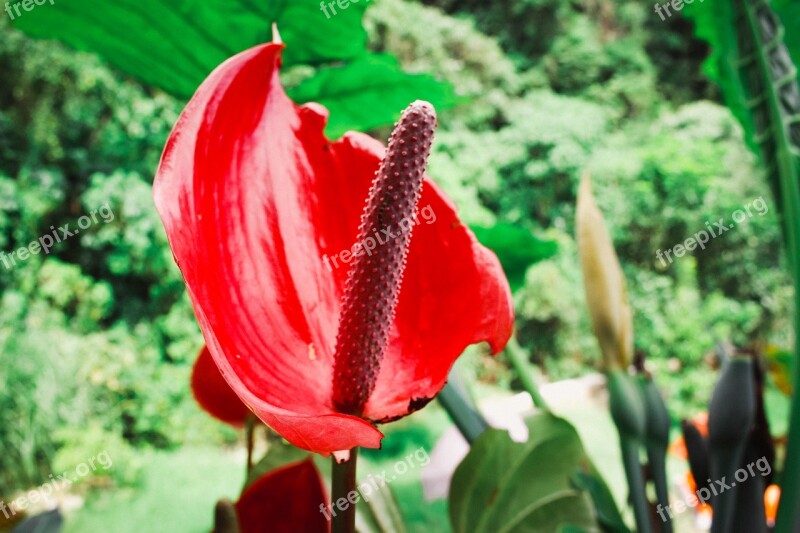 Flora Flower Landscape Spring Flowers