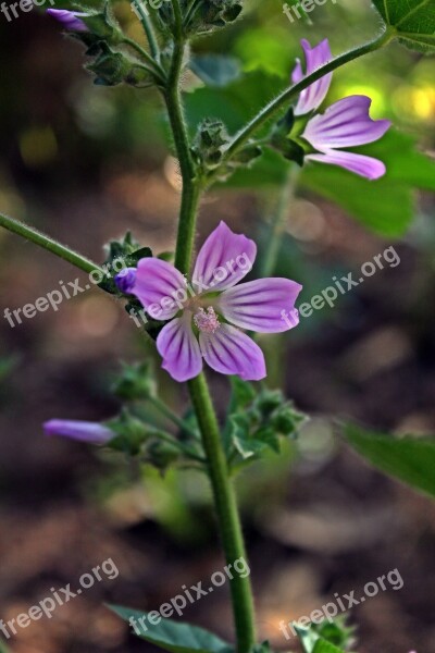 Flowers Margaret Nature Plant Free Photos