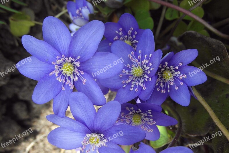 Przylaszczki Common Jaskrowate Anemone Flowers