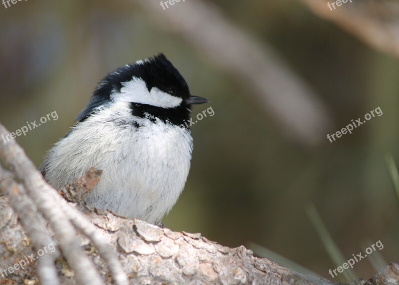 Tit Bird Songbird Small Bird Plumage