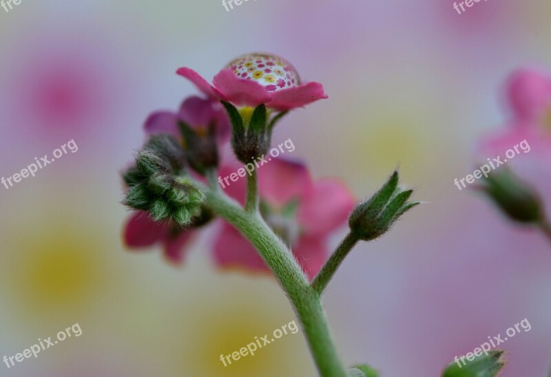 Forget-me-not Flower Pink Drops Water