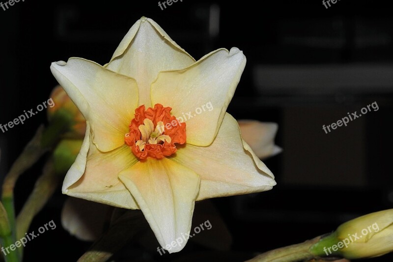 Narcissus Daffodil Spring Yellow Blossom