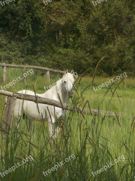 Pony White Grass Paddock Pomona