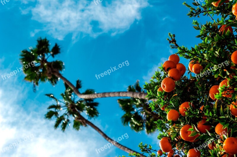 Tangerines Palm Tree Paradise Exotic