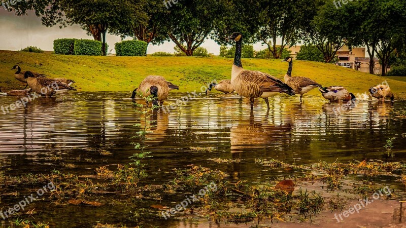 Ducks Park Water Reflection Bird