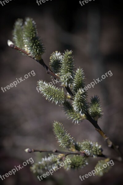 It's Forest Nature Trees Spring