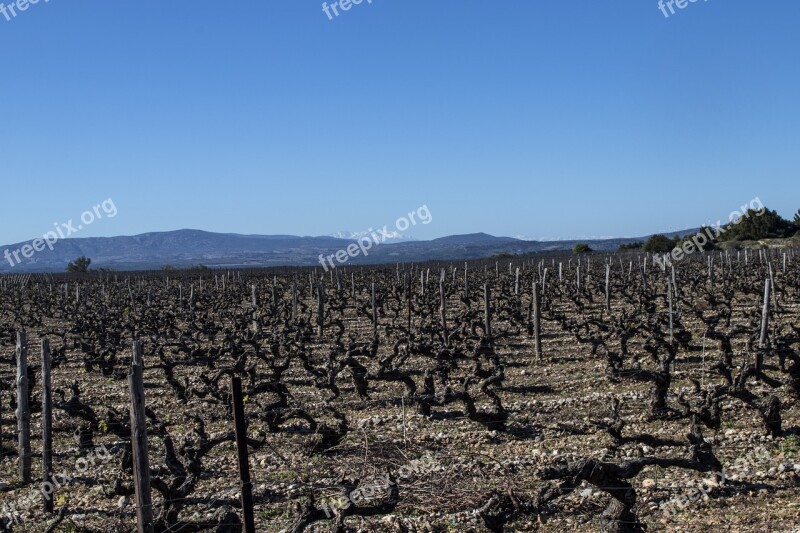 Vineyard France Winery Landscape Grapevine