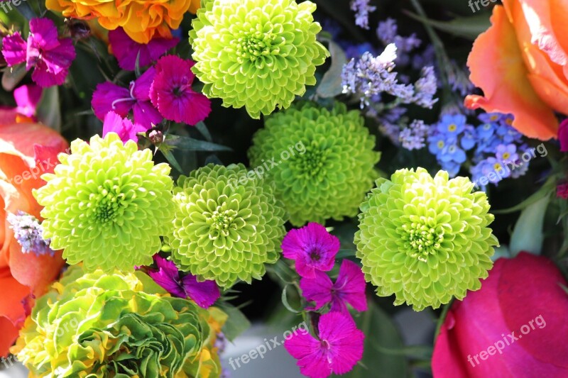 Flowers Yellow Plant Flora Summer