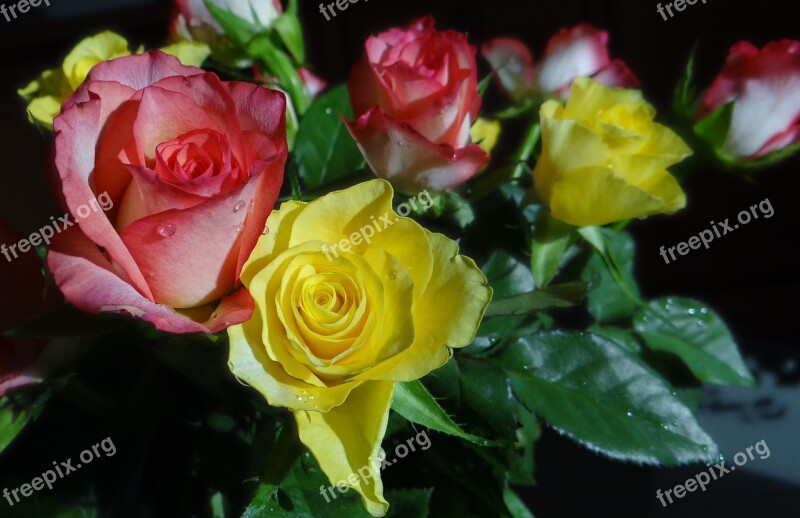 Roses Flowers Romantic Free Photos