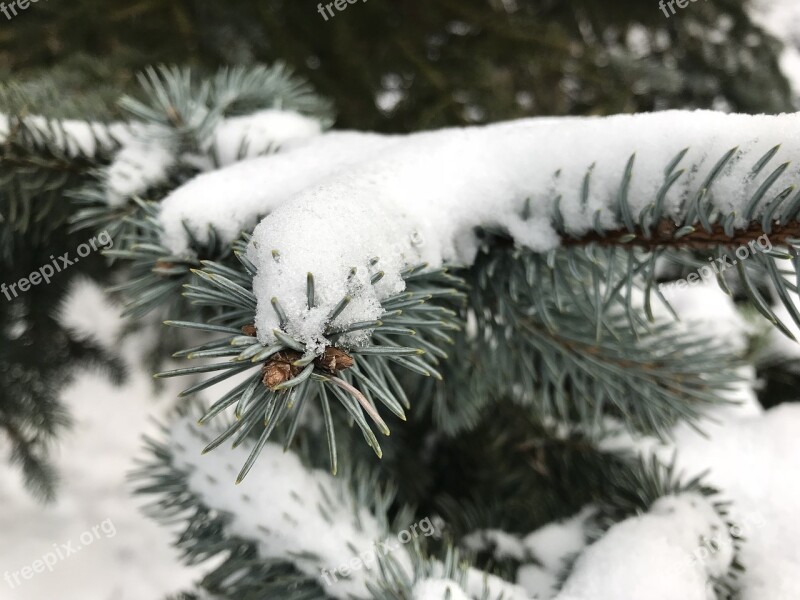 Cold Snow Winter Nature Frost