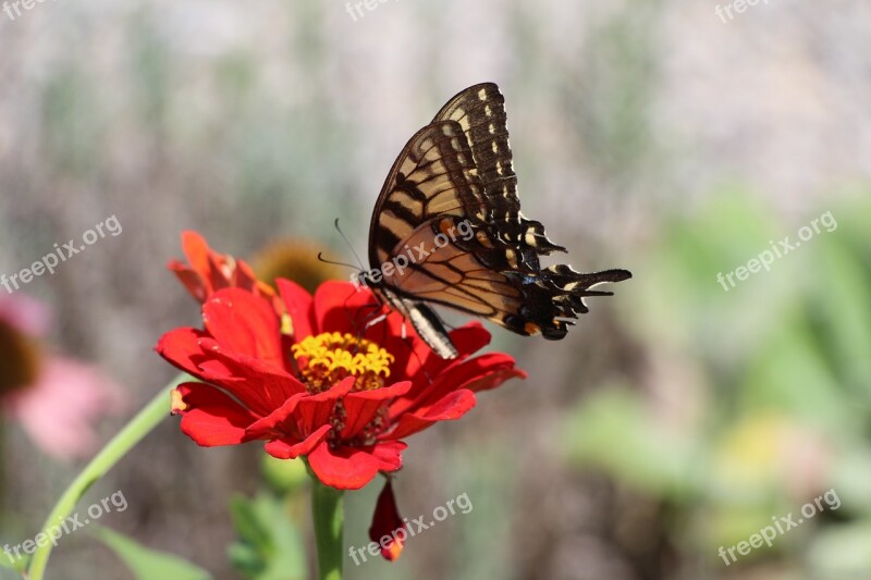 Butterfly Flower Animal Nature Insect