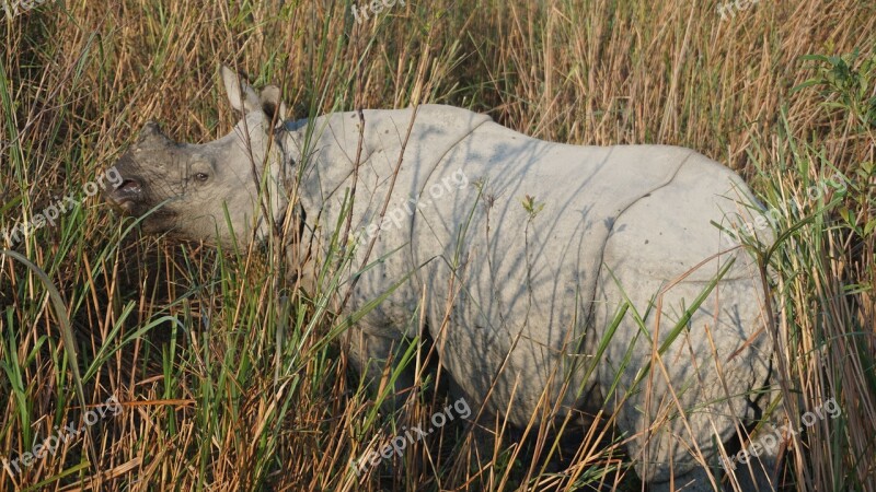 Rhino Rhinoceros India Kaziranga National Park