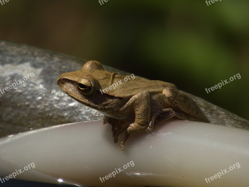 Frog Amphibian Animal Nature Free Photos