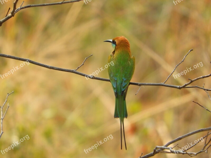 Green Bee Eater Bird Green Wildlife Feathers