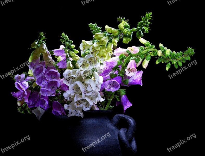 Digitalis Black Background Light Brush Flowers Bouquet