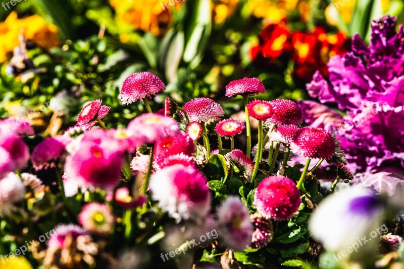 Flowers Flower Bed Pink Yellow Red