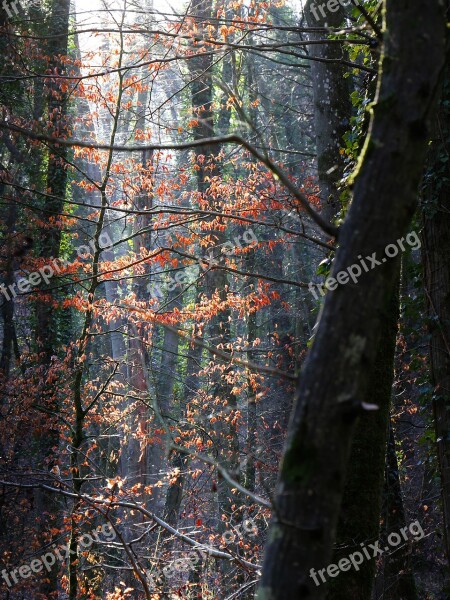 Forest Trees Light Contrast Color